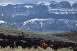 Midnight Special Ranchurlaub