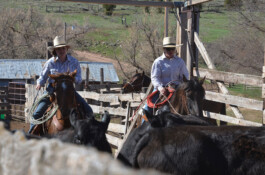 Midnight Special Ranchurlaub