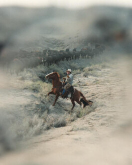 Dryhead Ranch Midnight Special Ranchurlaub