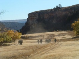  Midnight Special Ranchurlaub