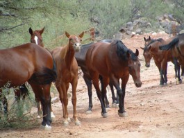  Midnight Special Ranchurlaub
