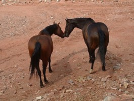  Midnight Special Ranchurlaub